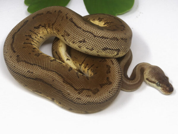 Leopard Lemonblast (Female)