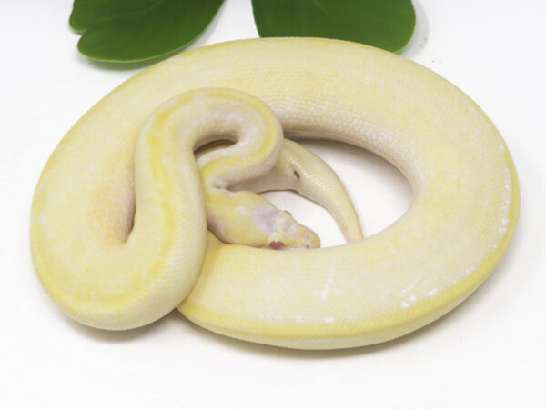 Banana Albino Champagne Cinnamon (Male)