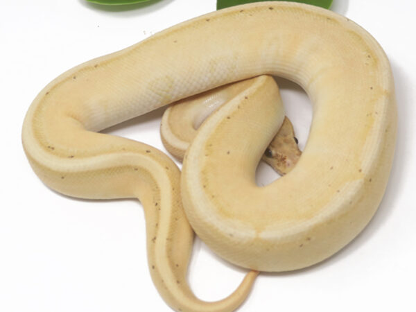 Banana Genetic Stripe (Male)