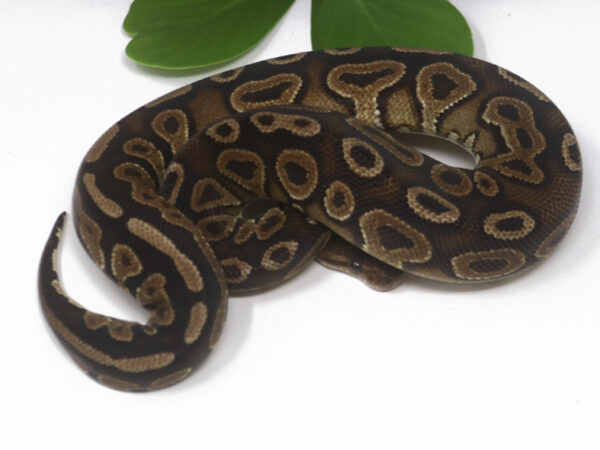 Cinnamon Poss Het Sunset (Female)