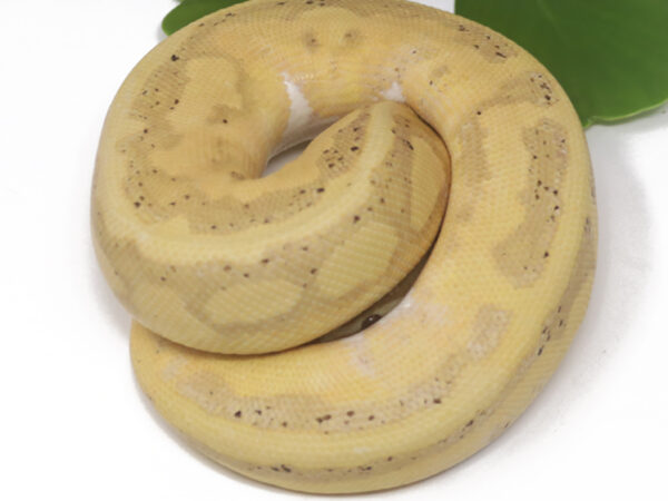 Banana Pied (Female)