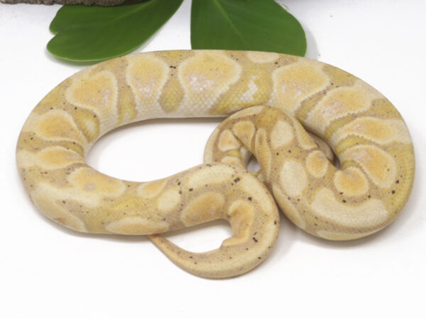 Banana (Female)