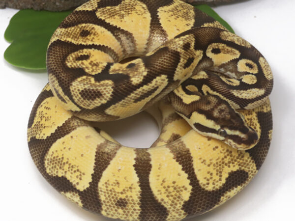 Enchi Pastel YB (Female)