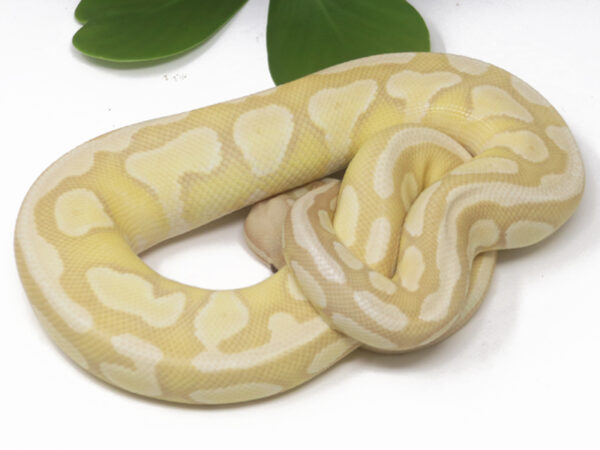 Super Banana Enchi Butter (Male)
