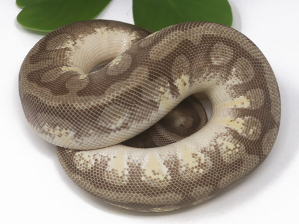 HGW Moochie (Female)