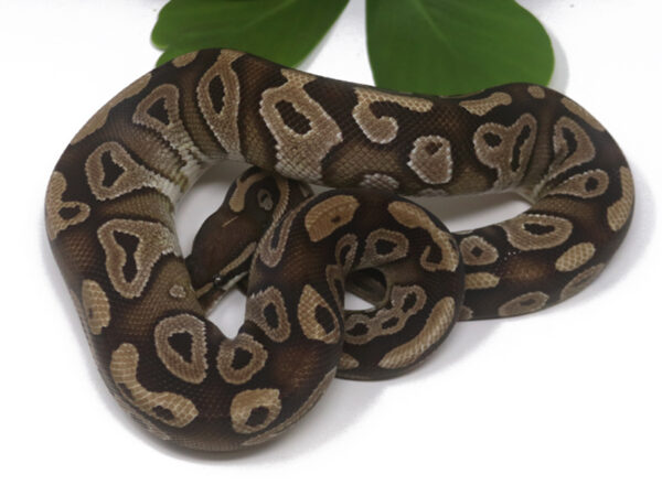 Mojave (Female)