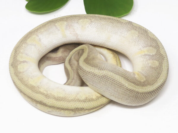 HGW Moochie Pastel (Male)