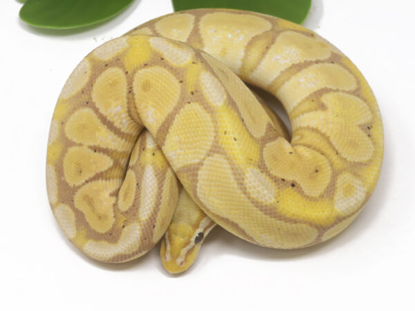 Banana (Female)