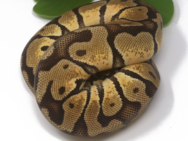 Enchi Pastel (Female)