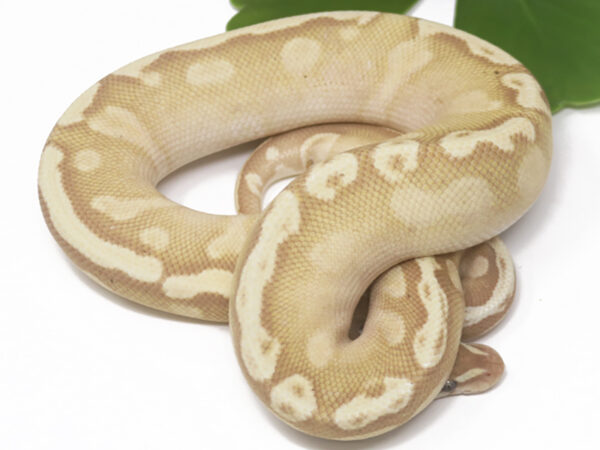 Banana GHI Mojave (Male)