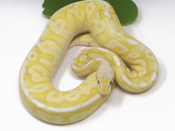 Banana Pewter (Female)