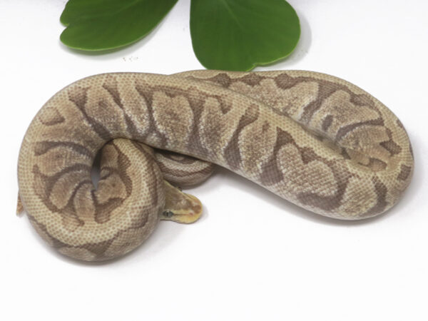 GHI HGW Moochie Pastel (Male)