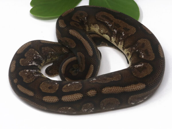 Cinnamon Calico (Female)