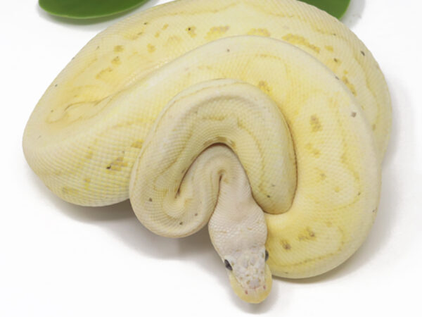 Banana Clown Pewter (Male)