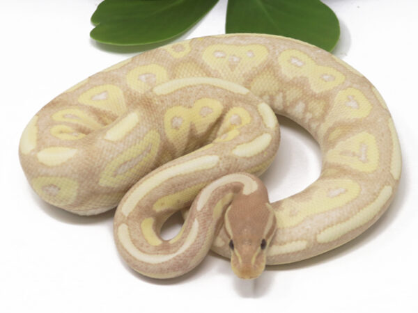 Super Banana Cinnamon (Male)