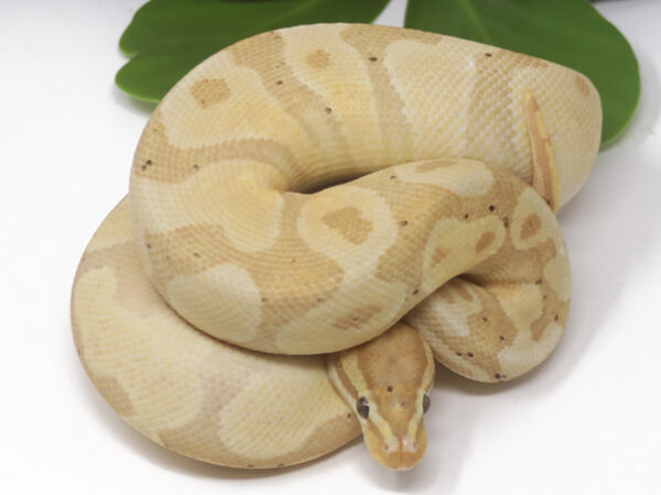 Banana Enchi (Female)