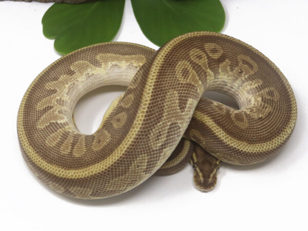 Leopard Enchi Butter (Female)