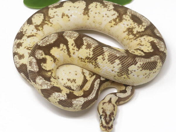 Fire Bee YB (Female)