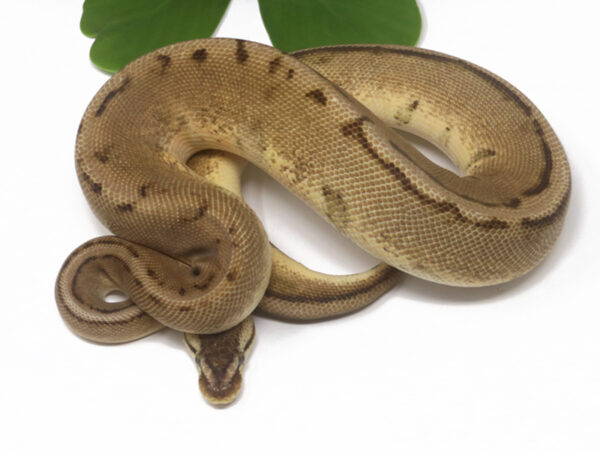 Genetic Stripe Pastel (Female)