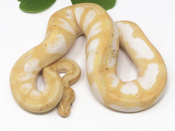 Banana Enchi Calico (Male)