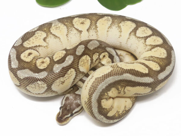 Pewter Enchi (Female)