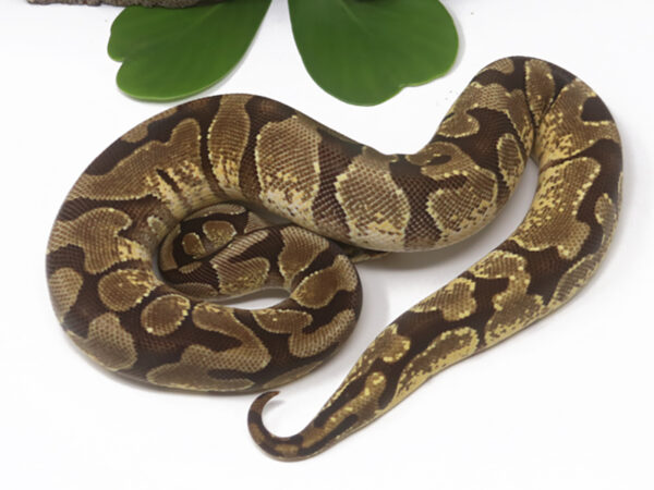 Enchi YB (Female)