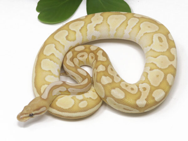 Banana Butter (Female)