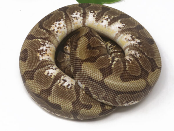 HGW Enchi (Female)