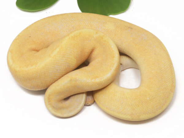 Banana GHI Champagne (Male)