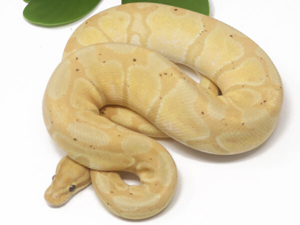 Banana Enchi (Female)