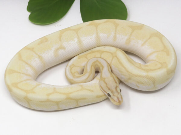 Super Banana Bee (Male)