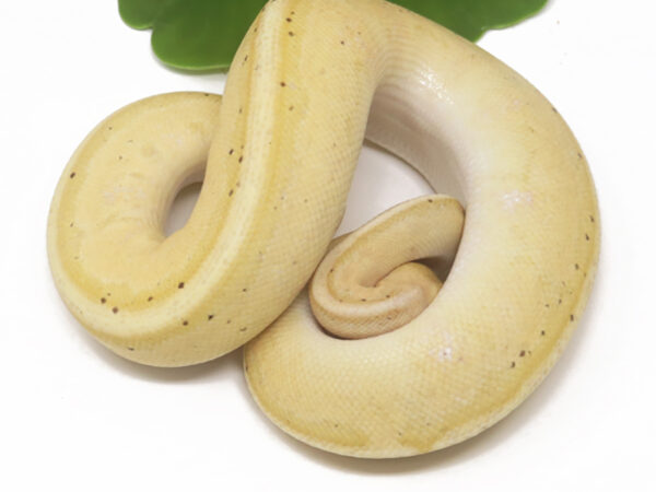 Banana Genetic Stripe (Male)