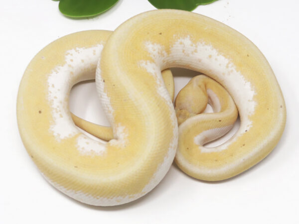 Banana Genetic Stripe (Male)