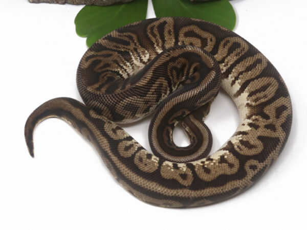 Leopard HGW Pastel (Female)