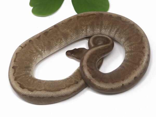 GHI HGW Enchi (Female)