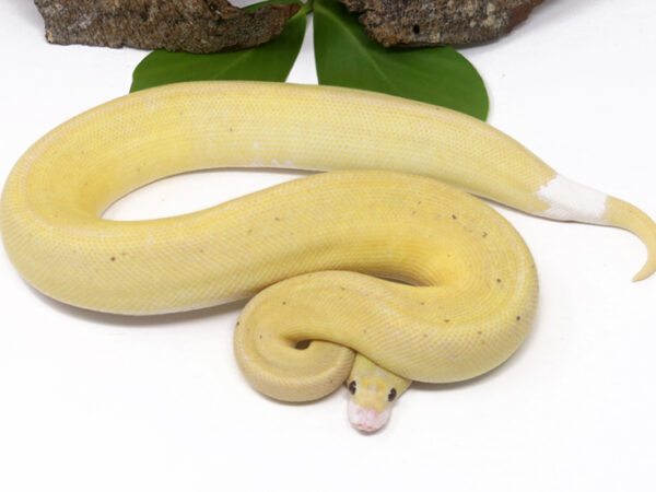 Banana Champagne Cinnamon (Male)