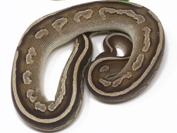 Bongo Mojave (Female)