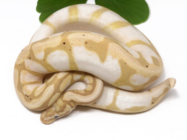 Banana Enchi Calico (Male)