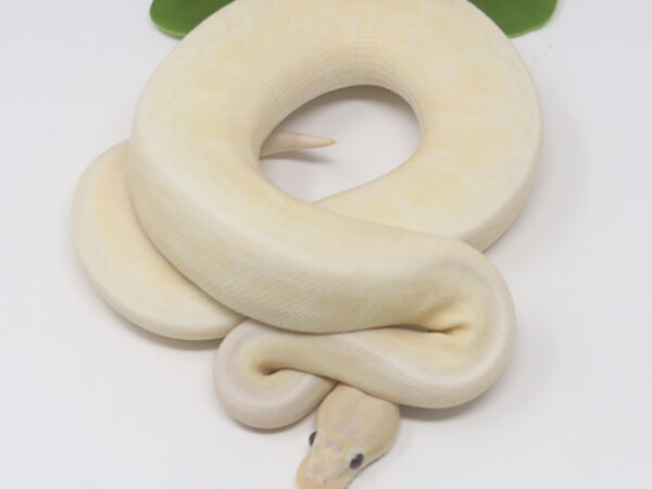 Super Banana Pin (Male)