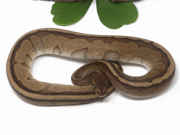 Genetic Stripe (Female)