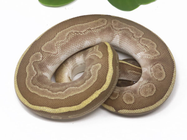 GHI Leopard Enchi Butter (Female)