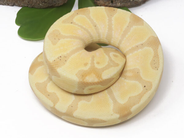 Banana Enchi (Female)