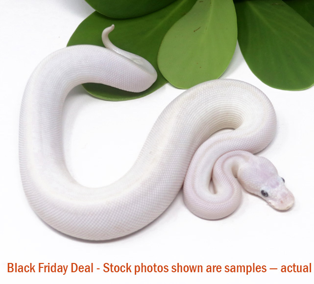 Blue Eye Leucistic (Male) — Black Friday Special - Image 3
