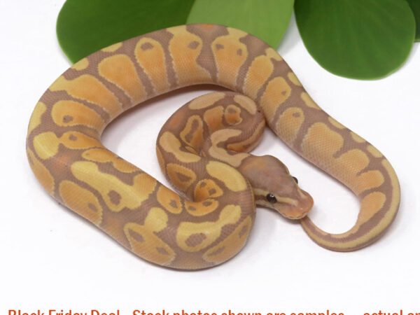 Banana (Male) — Black Friday Special