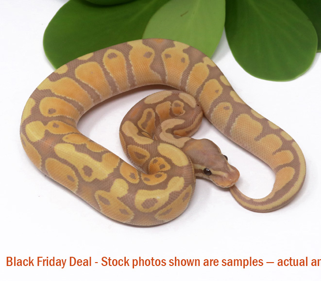 Banana (Female) — Black Friday Special