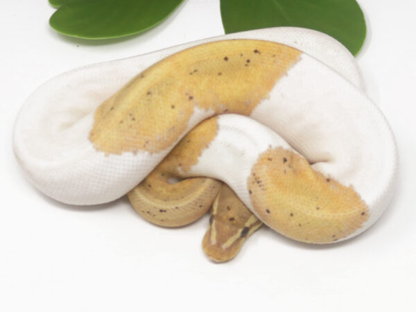 Banana Pied (Male)