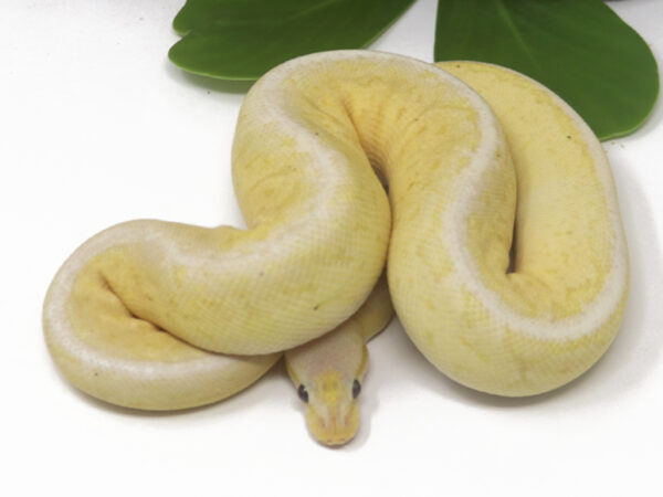 Banana Pewter Blast (Female)