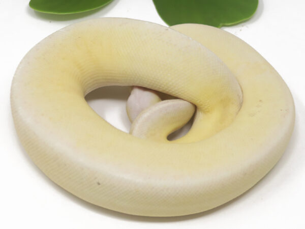 Banana Sterling Pin (Female)