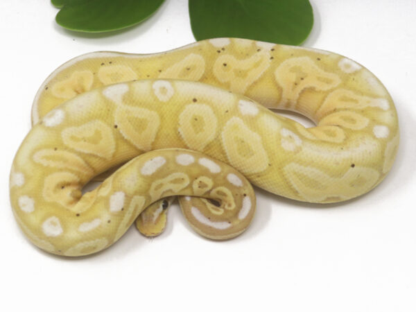 Banana Pewter (Female)