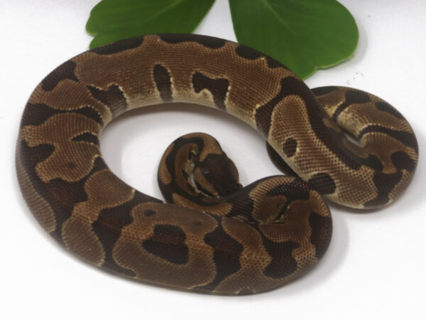 Leopard Enchi (Female)